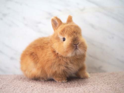 ベビーの紹介 - うさぎ星 - 大阪のうさぎ専門店